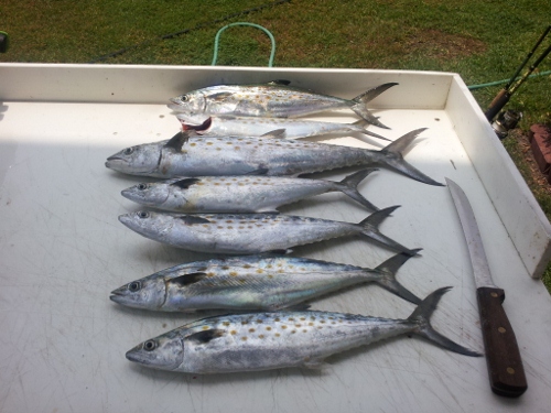 Carolina Beach Fishing Spanish Mackerel Bite Is Hot - Cape Fear Guide 