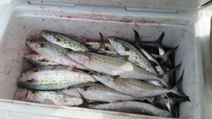 Carolina Beach Fishing - Spanish Mackerel